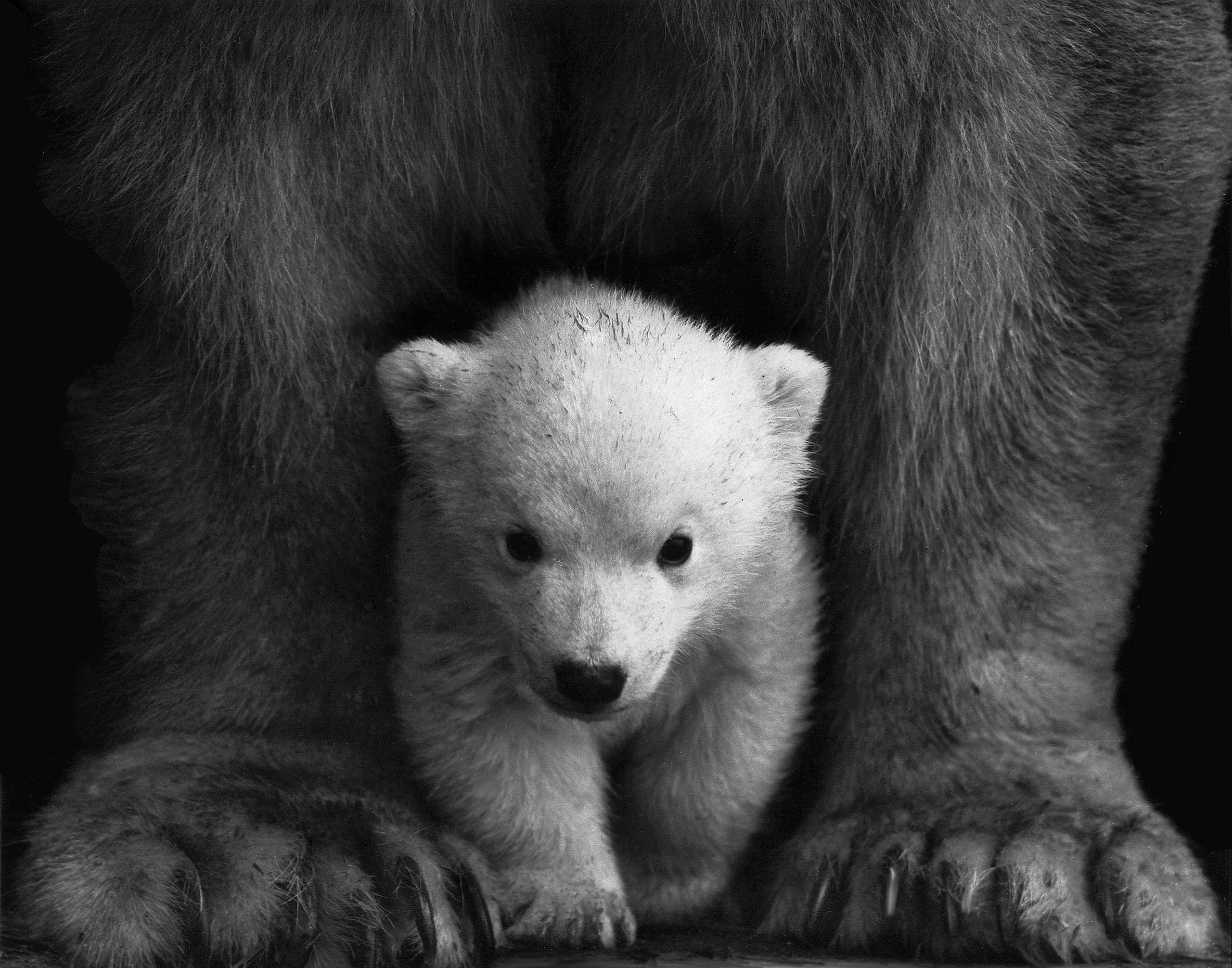 How Many Spirit Animals Can You Have? A Complete Guide Image of a polar bear cub nestled safely between its mother's large protective paws.