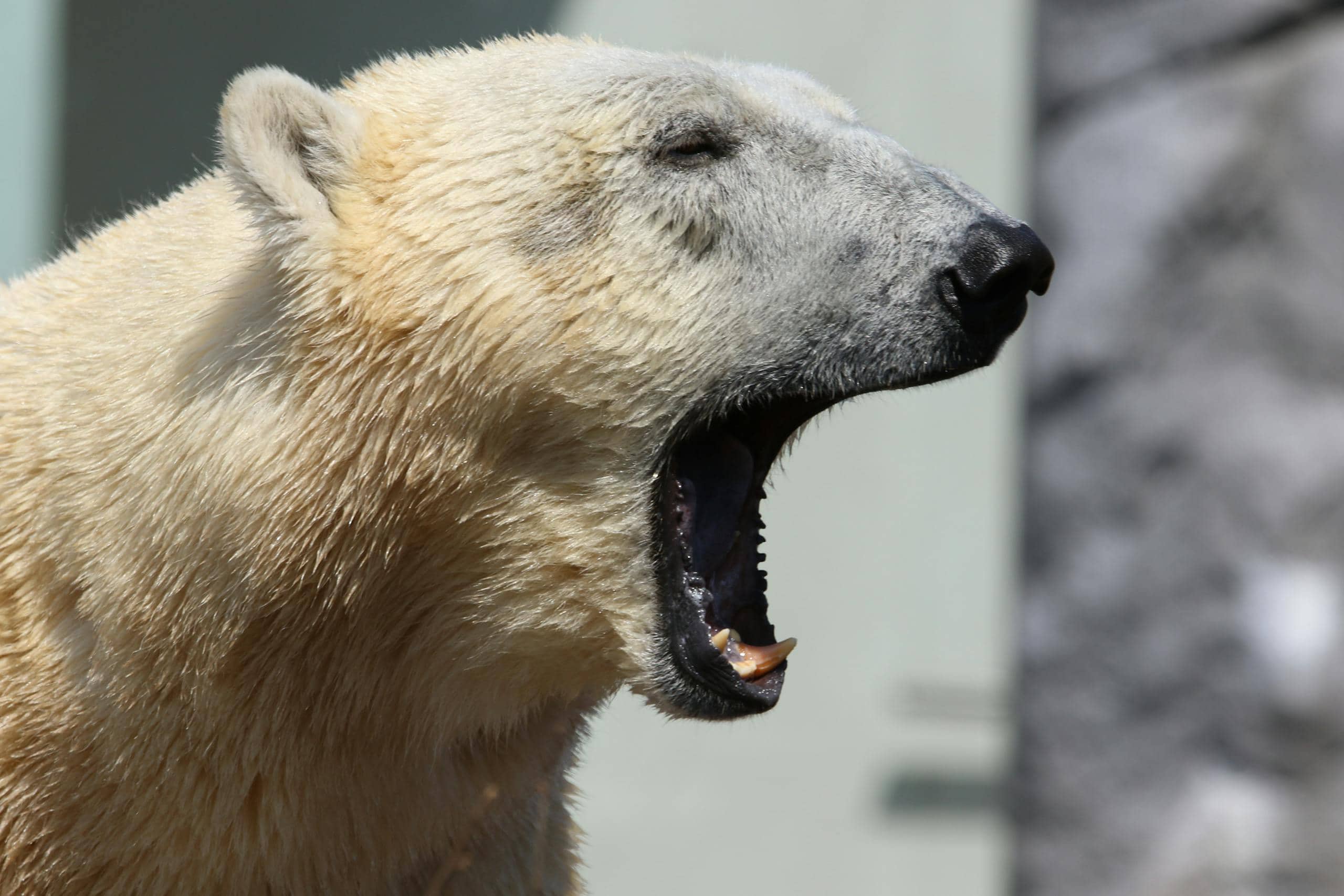 Close-up image of a  polar bear mid-yawn, mouth wide open, showcasing sharp teeth, with snowy surroundings in the background. Image used for the article bear as a spirit animal.