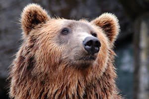 Close-up image of a brown bear's face, highlighting its deep, expressive eyes and thick, textured fur.