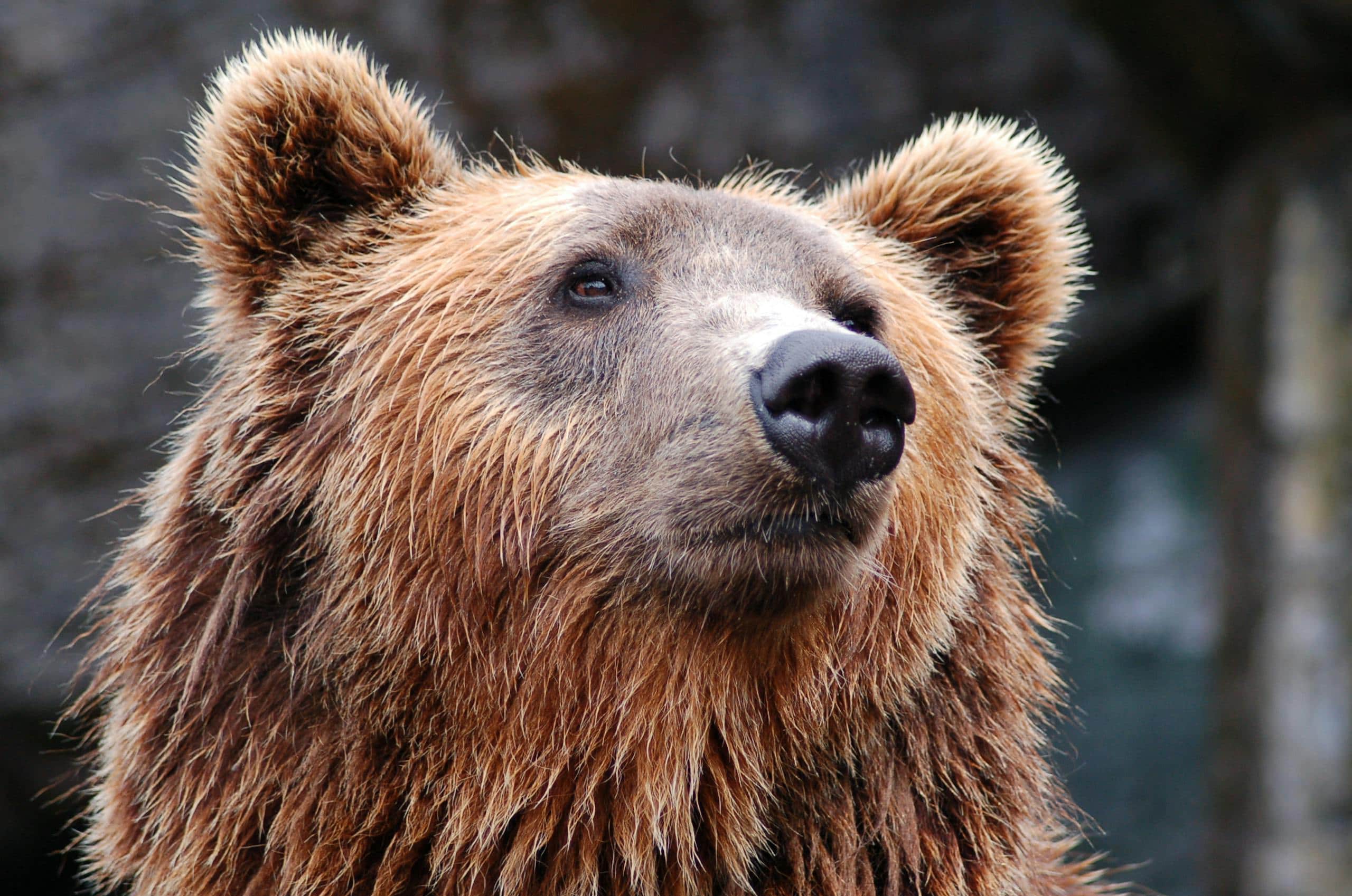Close-up image of a brown bear's face, highlighting its deep, expressive eyes and thick, textured fur.