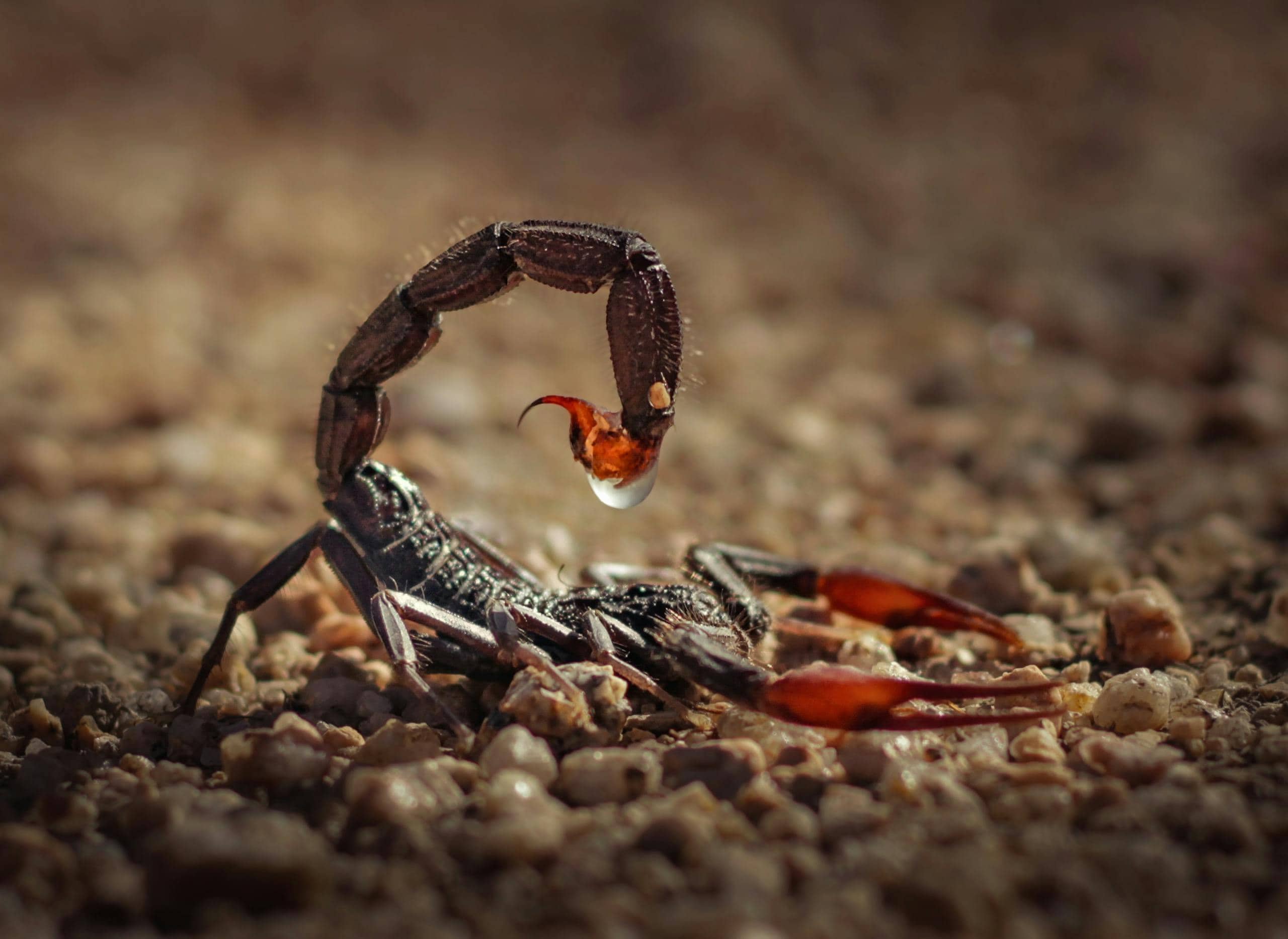 Image of a fat-tailed scorpion with a thick, curved tail and dark body rests on rocky ground under dim light.