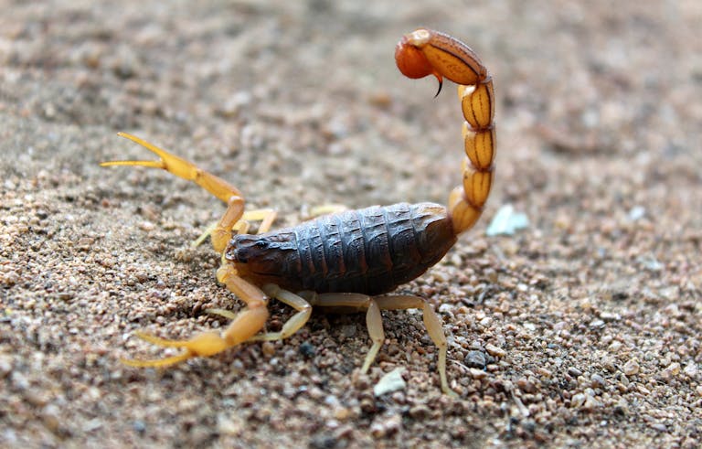 Image of a scorpion with its stinger raised, poised on sandy ground, ready to strike, its legs gripping the terrain. Image used for the article symbolic meaning of scorpion.