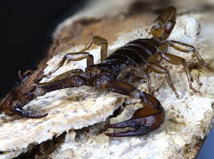 Close-up image of a dark, glossy scorpion with curved pincers and a raised, segmented tail rests on a rough, weathered rock.