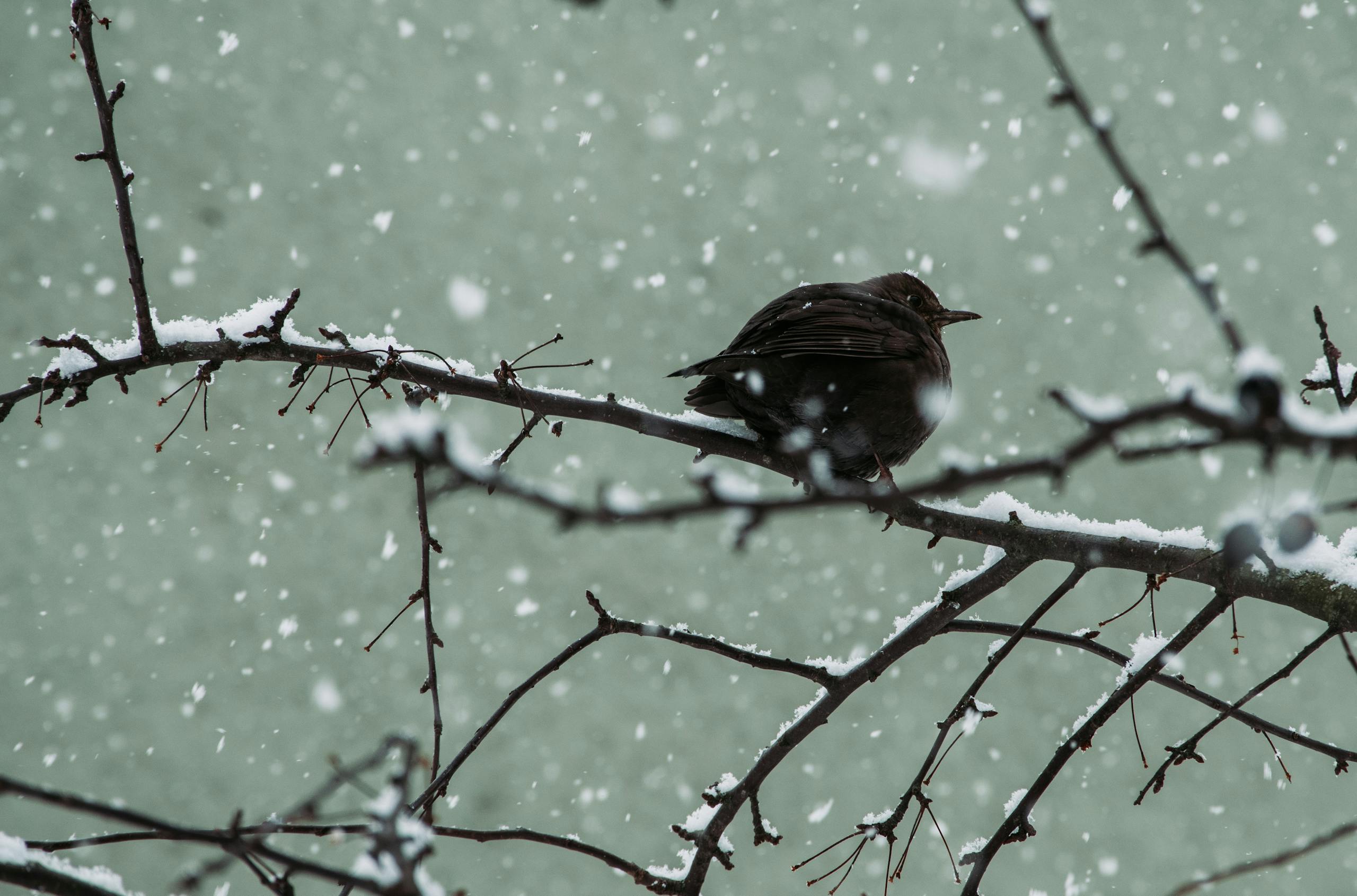Image of a blackbird perches on a snow-covered branch as delicate snowflakes fall around it in a serene winter scene.