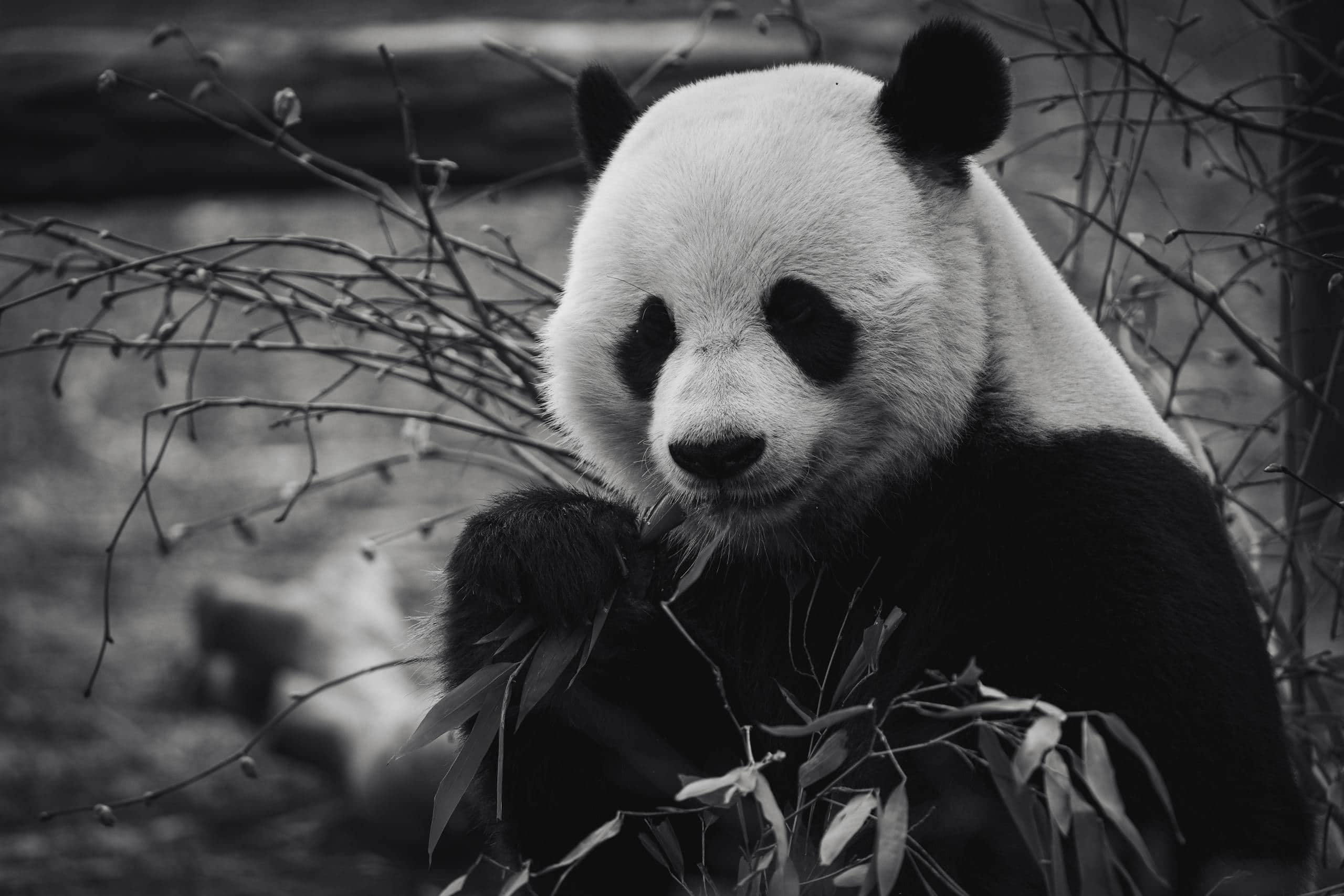 Panda as a Spirit Animal Meaning and Symbolism Image of a panda enjoying bamboo, highlighting its relaxed pose and distinct features.