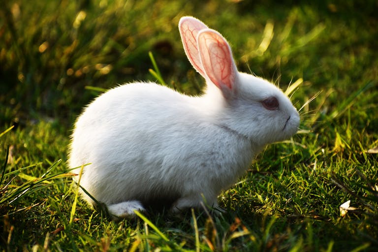 Animals That Represent Freedom In Spirituality