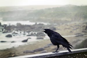 A solitary black crow perched on a coastal rock with a misty landscape in the background. Captured in natural daylight.