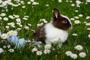 Adorable brown and white bunny sitting among daisies with Easter eggs on a spring day.