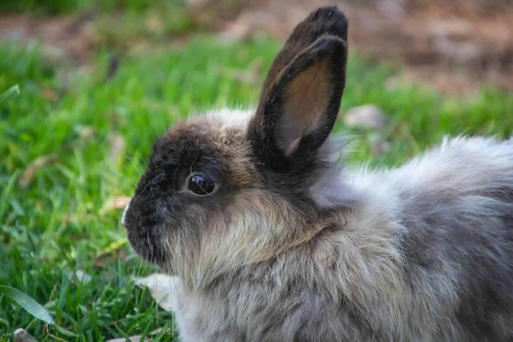 Image of a rabbit sits on vibrant green grass, its fur soft and ears perked up, enjoying the outdoors.
