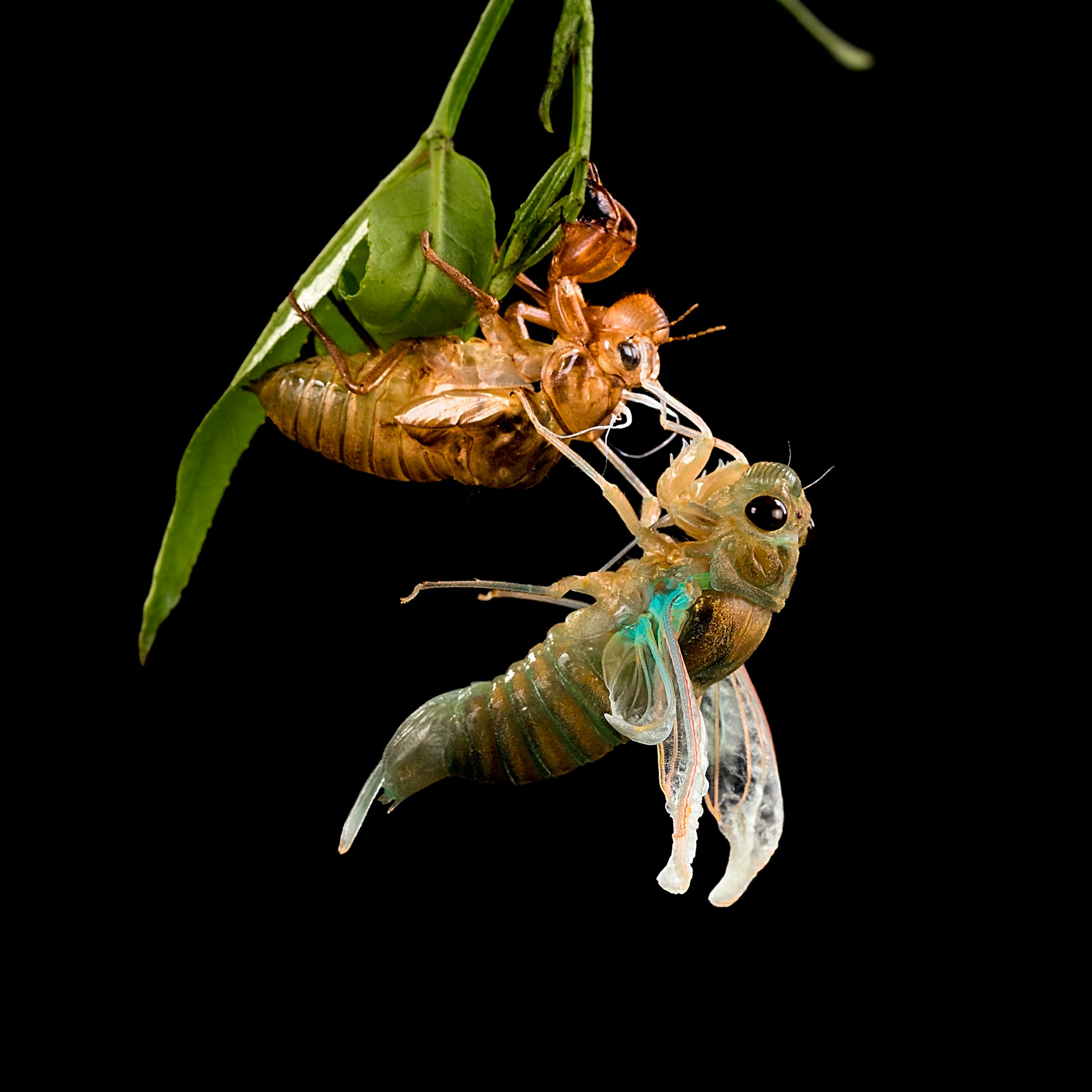 Image of a cicada emerging from its exoskeleton on a leaf, highlighting the molting process.