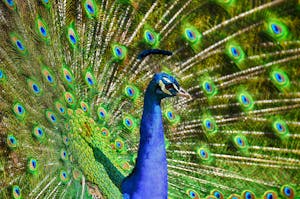 Image of a peacock standing proudly with its colorful tail feathers fully fanned out in a display, Image used for the article what do peacock represent.