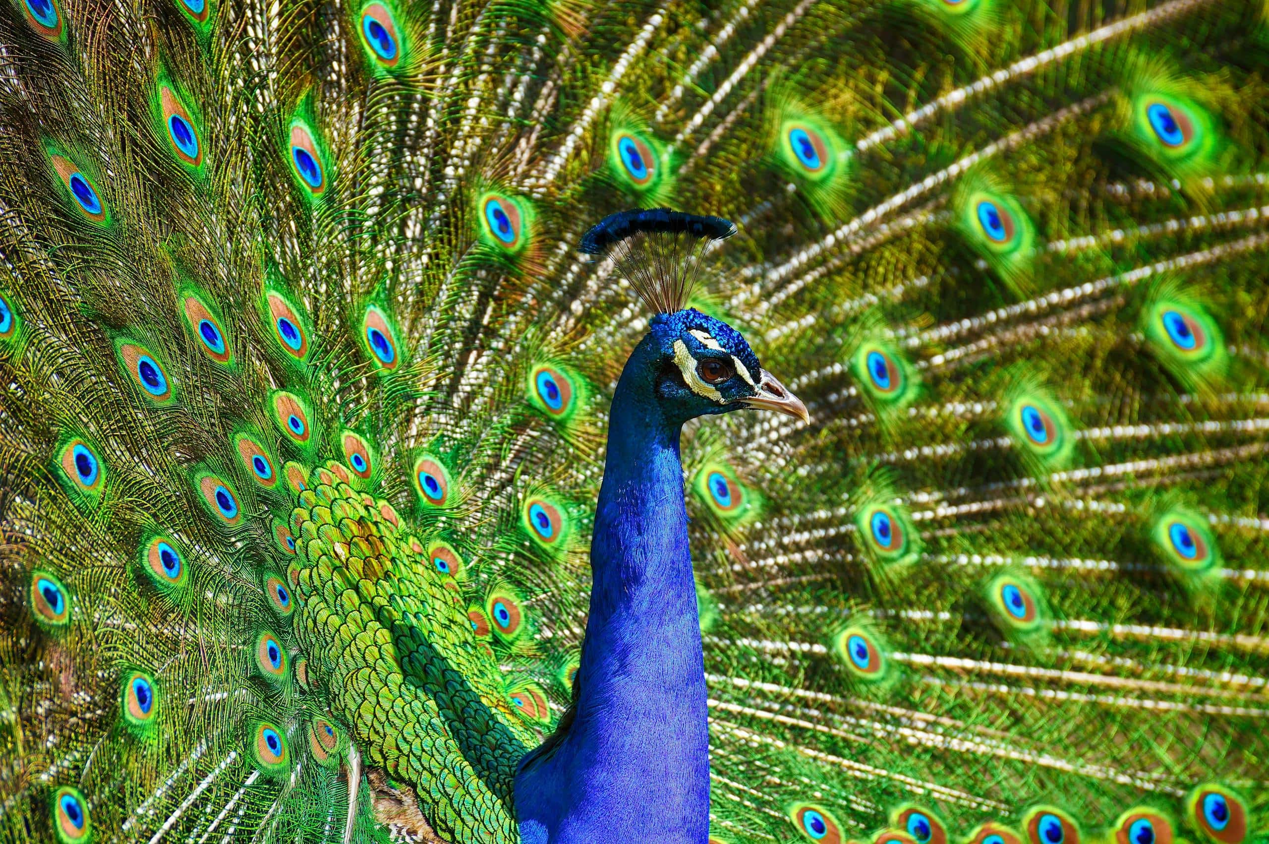 Image of a peacock standing proudly with its colorful tail feathers fully fanned out in a display, Image used for the article what do peacock represent.