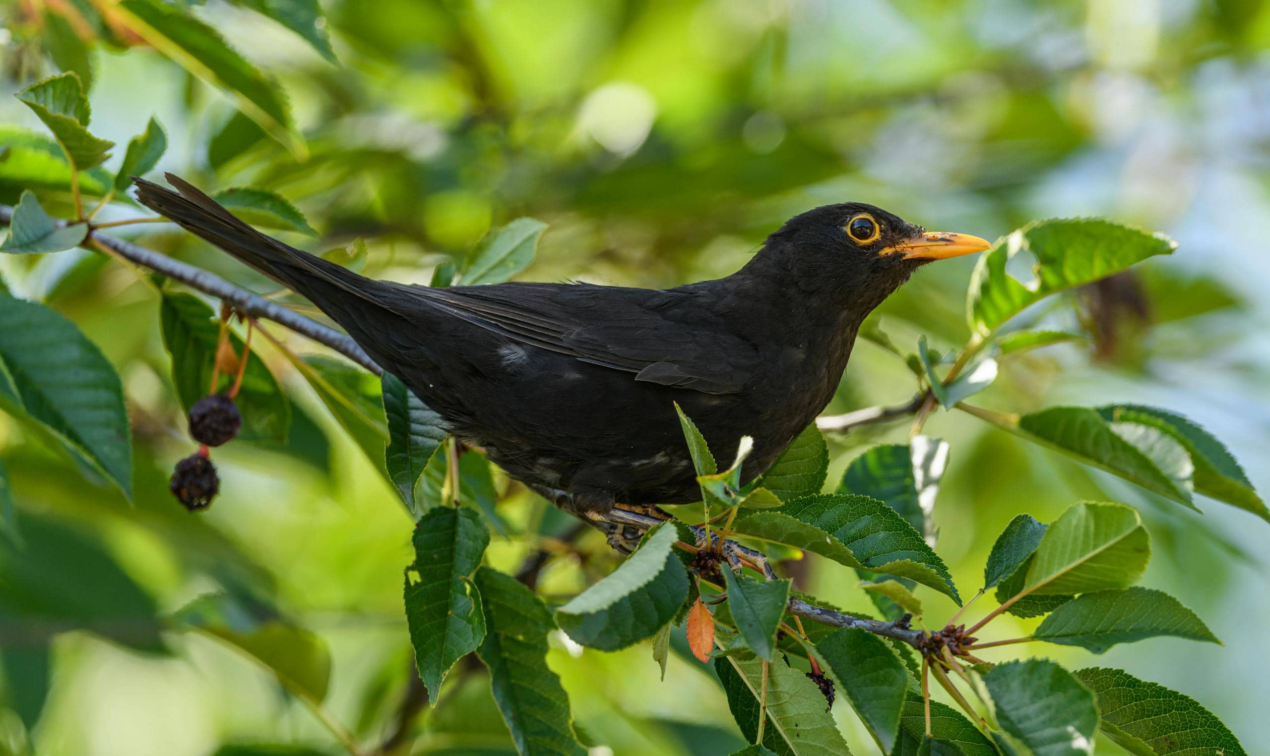 Image of a blackbird perched among vibrant green leaves, its dark feathers contrasting against the lush foliage. Image used for the article spiritual meaning of blackbirds.
