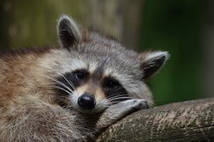 Close-up image of a raccoon resting on a tree branch, eyes half-closed, surrounded by textured tree bark. Image used for the article spiritual meaning of a raccoon.
