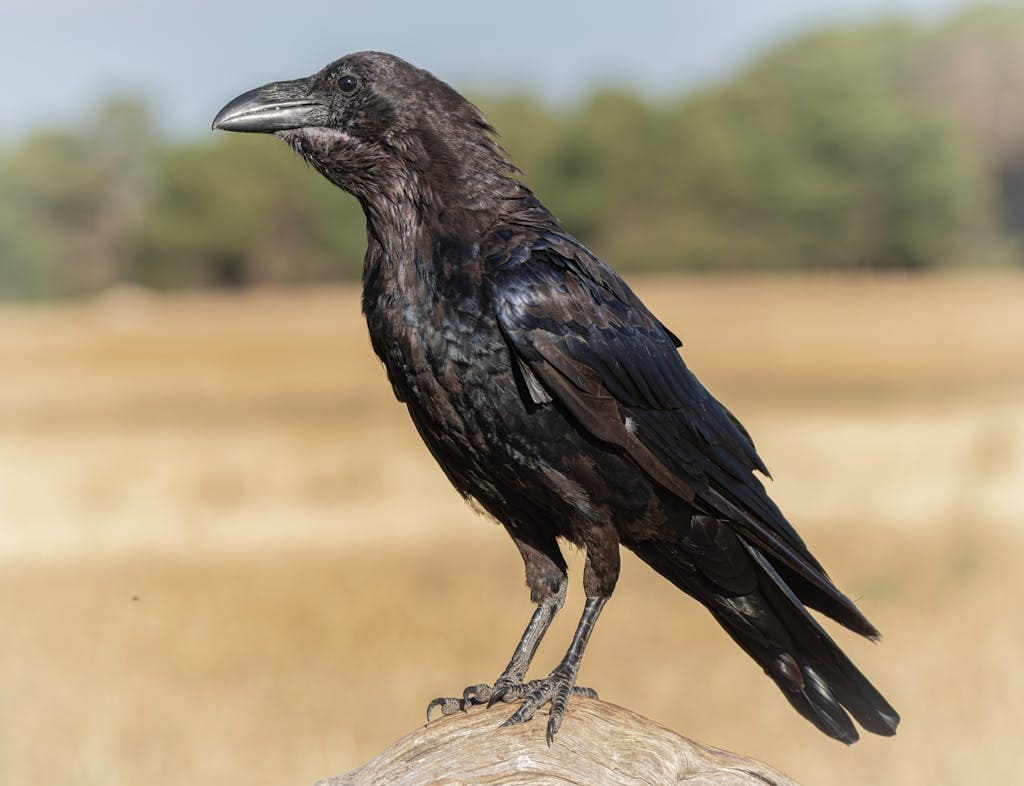 Image of a of a raven with glossy black feathers, perched in a sunlit meadow with blurred green grass behind. Image used for the article spirit animal of october.