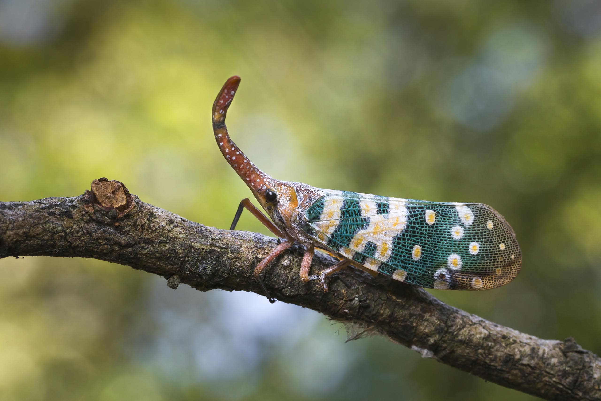 Image of a ccada perched on a tree branch in natural daylight, showcasing its wings and detailed body structure. Image used for the article cicada spiritual meaning.