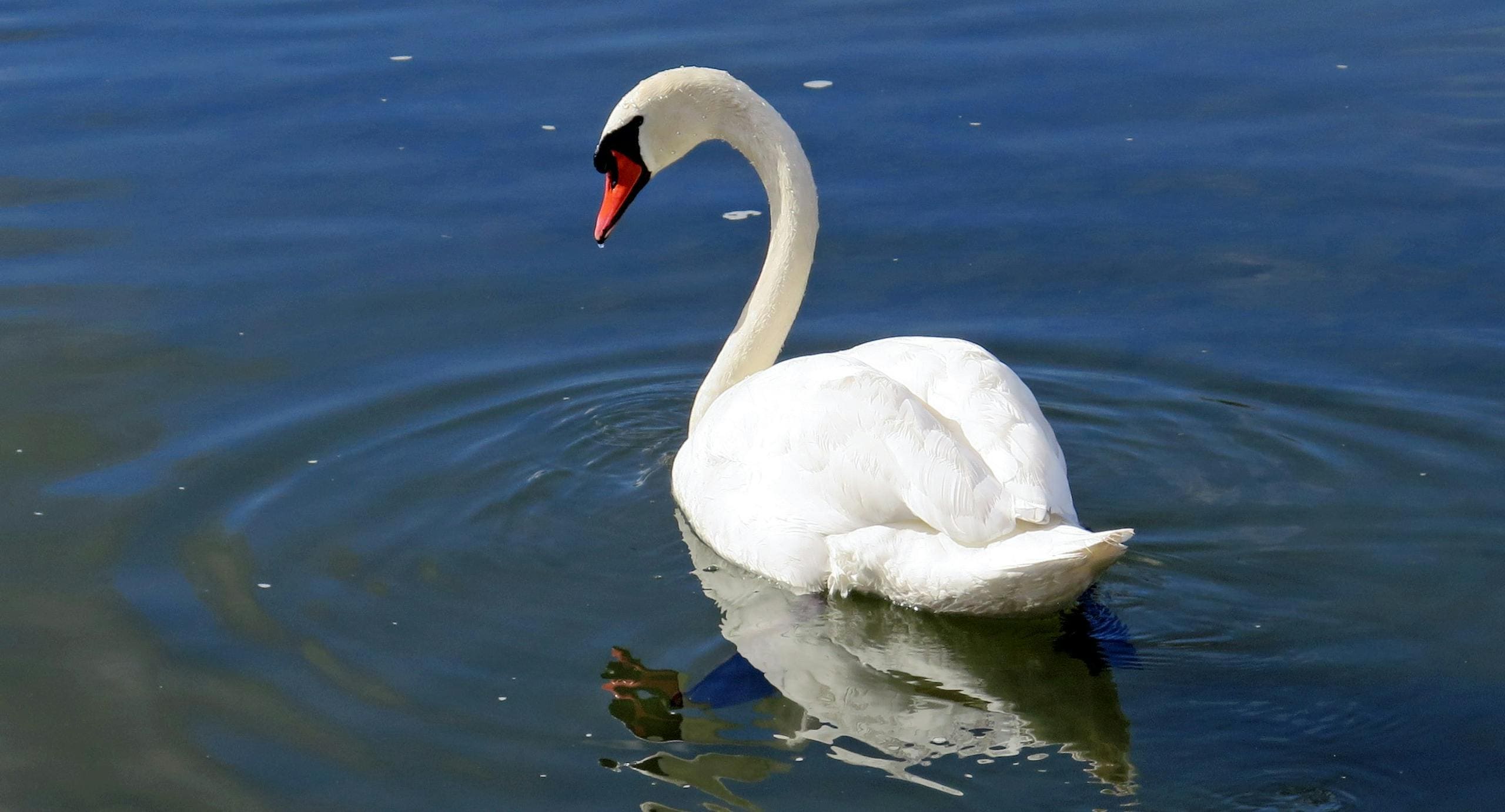 Image of a white swan gliding smoothly across calm, reflective waters under a soft light. Image used for the article spirit animal for september.