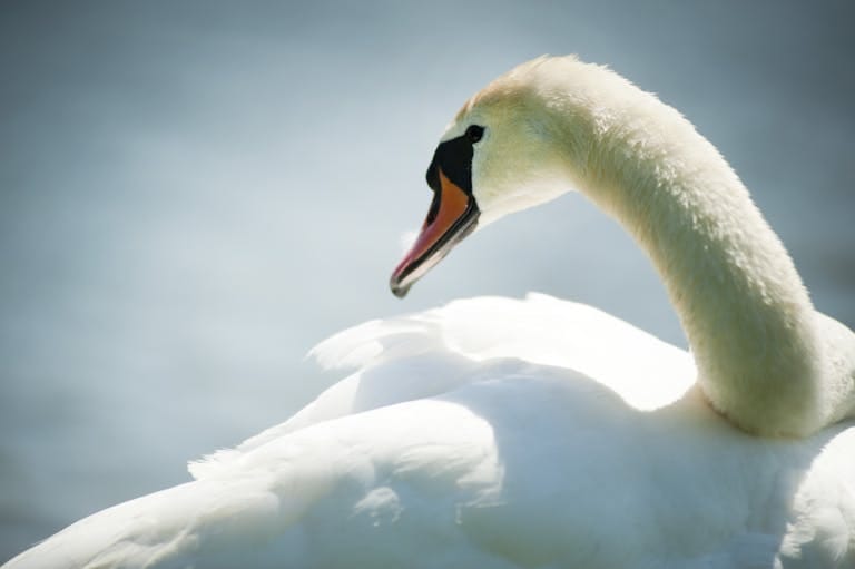 Image of a white swan gracefully posing on a calm water surface, reflecting its elegant shape and serene beauty. Image used for the article spirit animal for september.