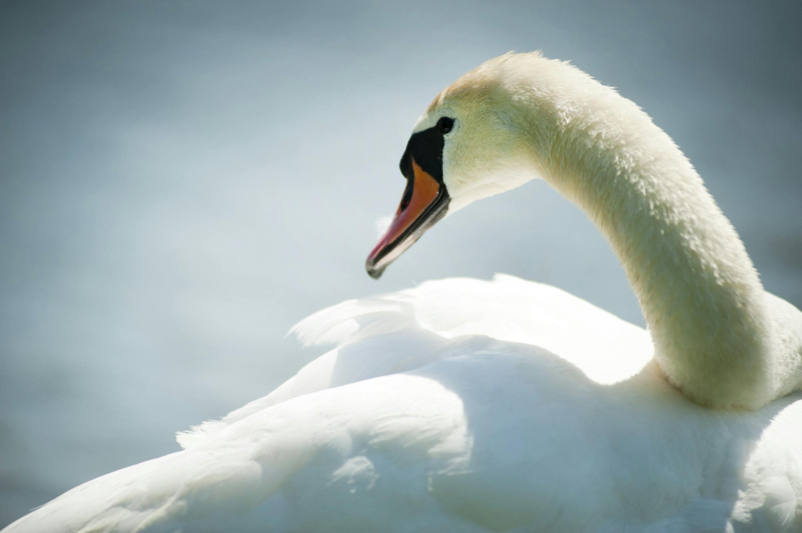 Image of a white swan gracefully posing on a calm water surface, reflecting its elegant shape and serene beauty. Image used for the article spirit animal for september.