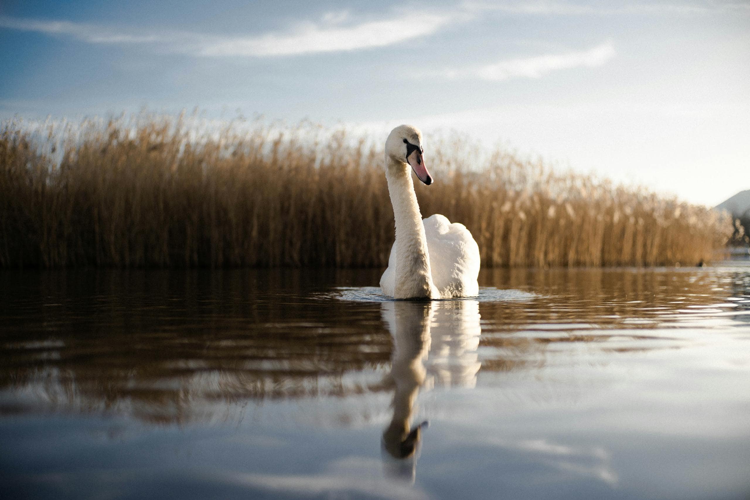 Image of a swan gliding on calm lake at sunset, surrounded by tall reeds with golden reflections on the water.
