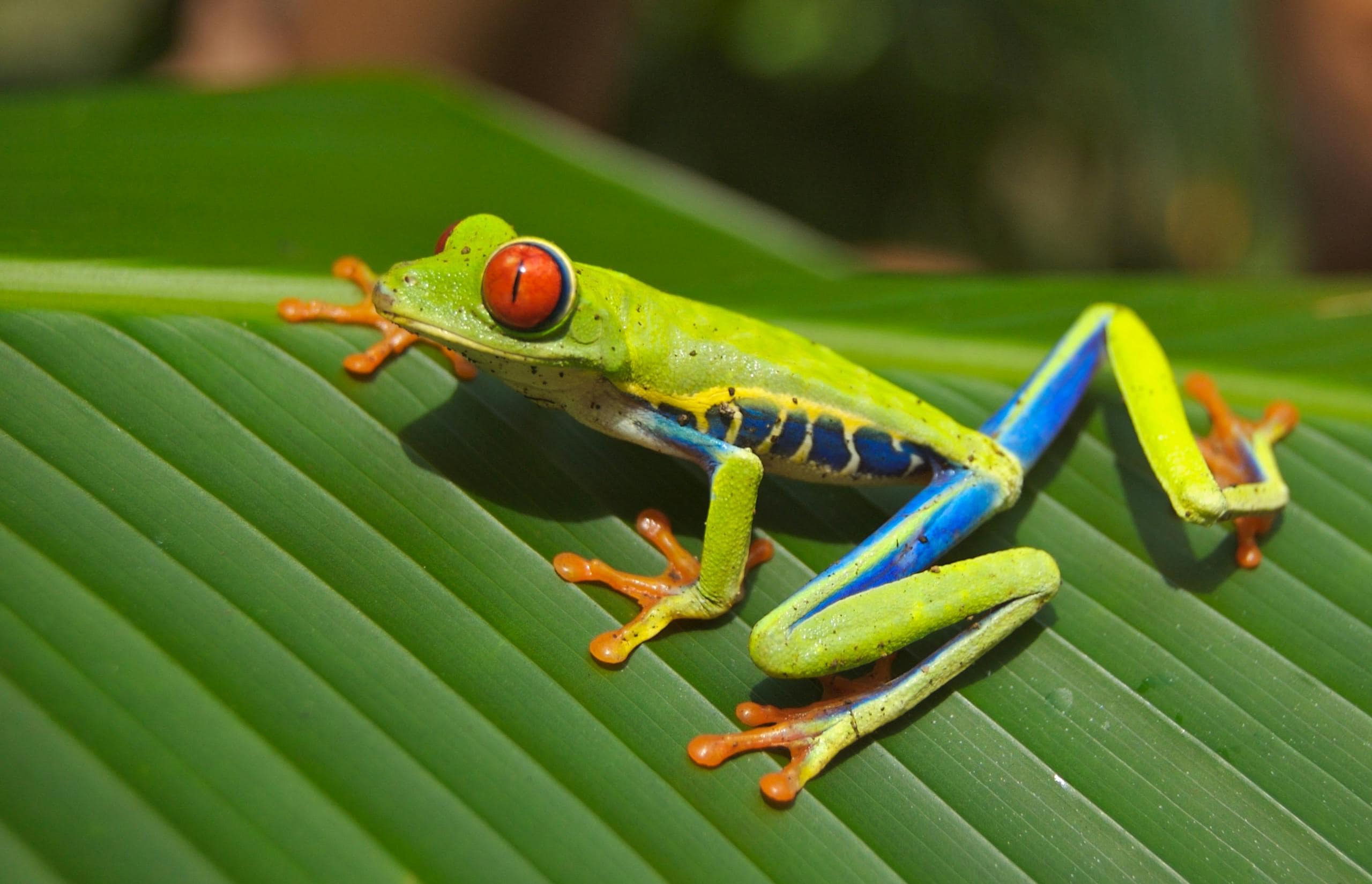 What Does a Frog Represent Spiritually and Symbolically? Image of a red-eyed tree frog with green skin and orange feet rests on a lush green leaf.