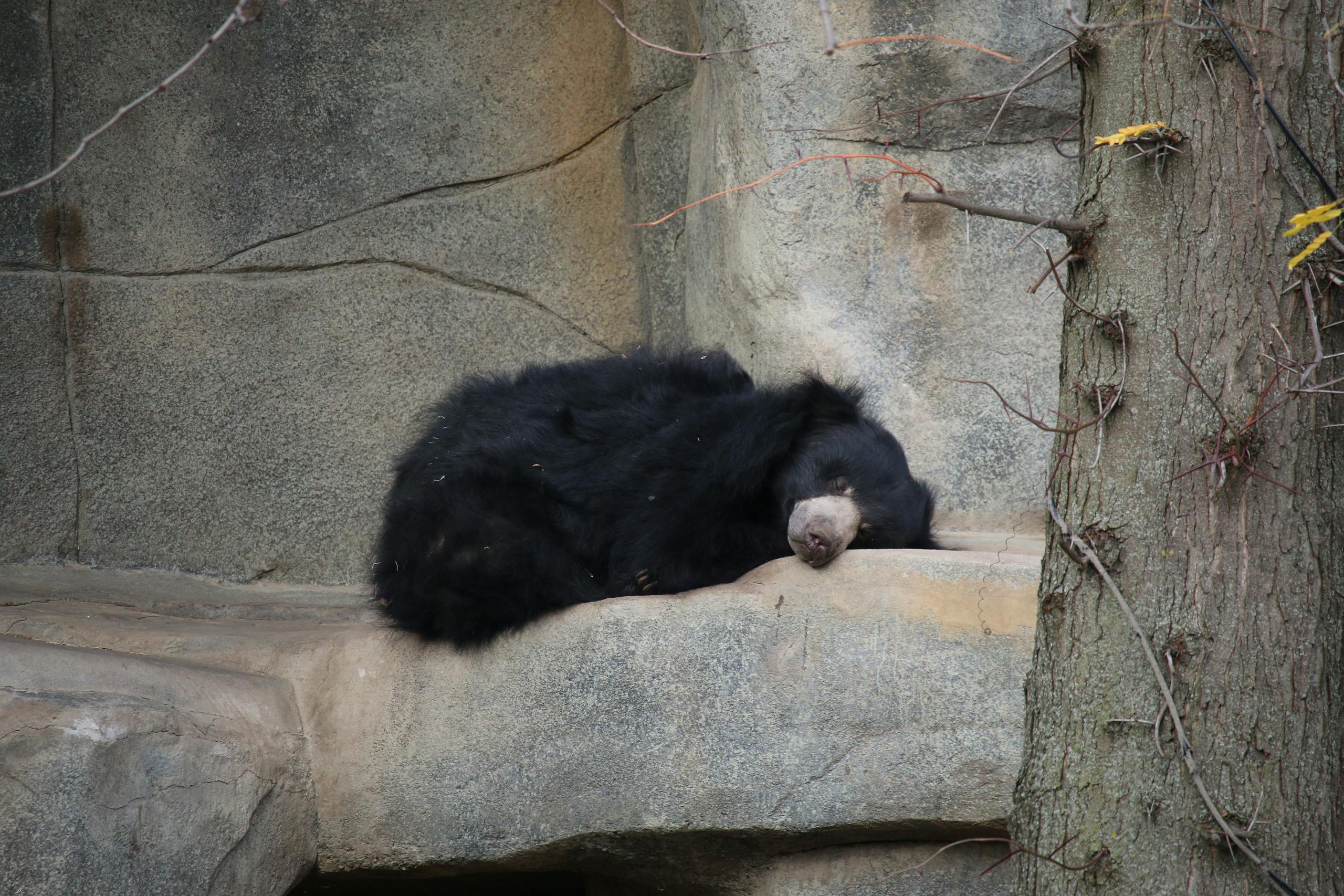 Image of a black bear resting peacefully on a large rock in a rugged, rocky terrain with scattered stones around. Image used for the article spiritual meaning of black bear.