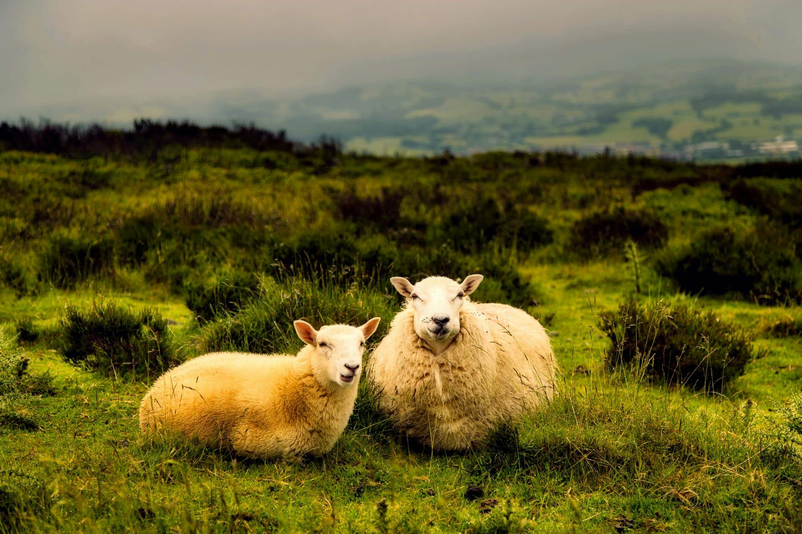 Image of a sheep grazing peacefully in a lush green countryside field under a bright, clear sky.