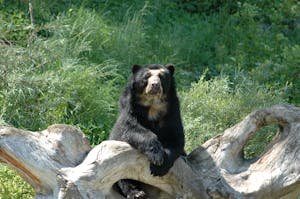 Image of a bear is relaxing on a fallen log, surrounded by dense, lush greenery in a peaceful forest setting.