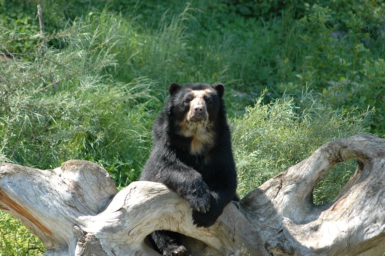 Image of a bear is relaxing on a fallen log, surrounded by dense, lush greenery in a peaceful forest setting.