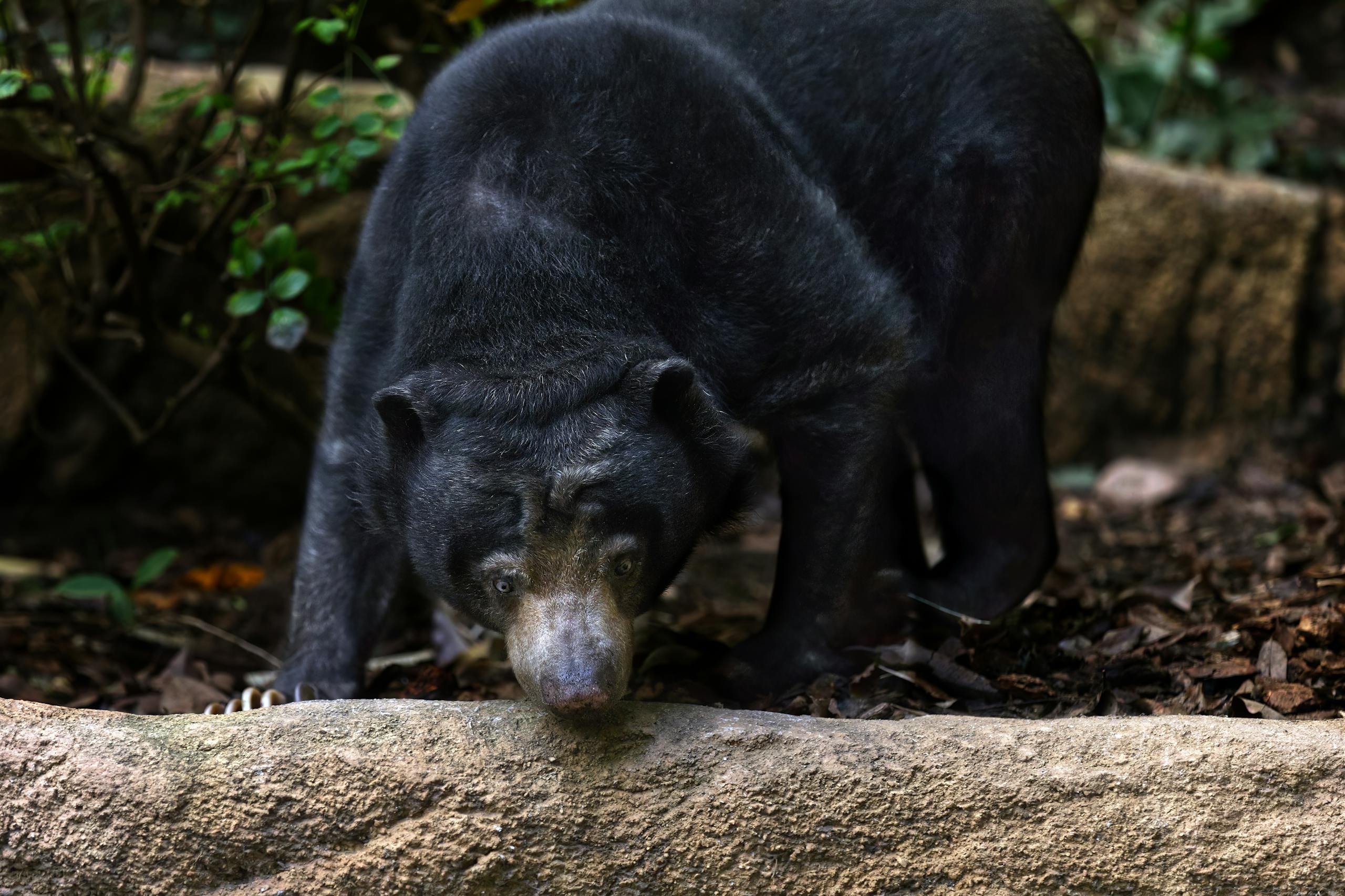 Close-up image of a sun bear walks through the lush rainforest floor, surrounded by green foliage and dappled sunlight.