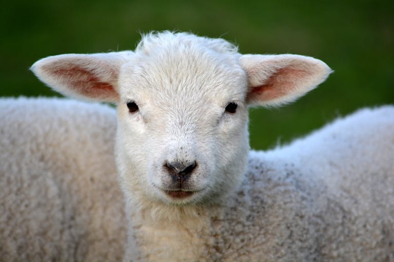What Do Sheep Represent in Spirituality and Your Dreams