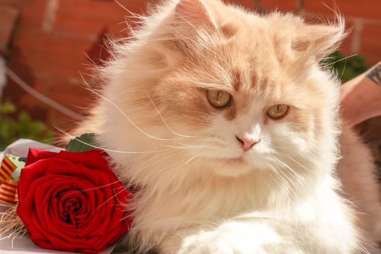 Close-up image of a fluffy Persian cat with long white fur sitting gracefully beside a vibrant red rose on a soft surface. Image used for the article animals that represent freedom.