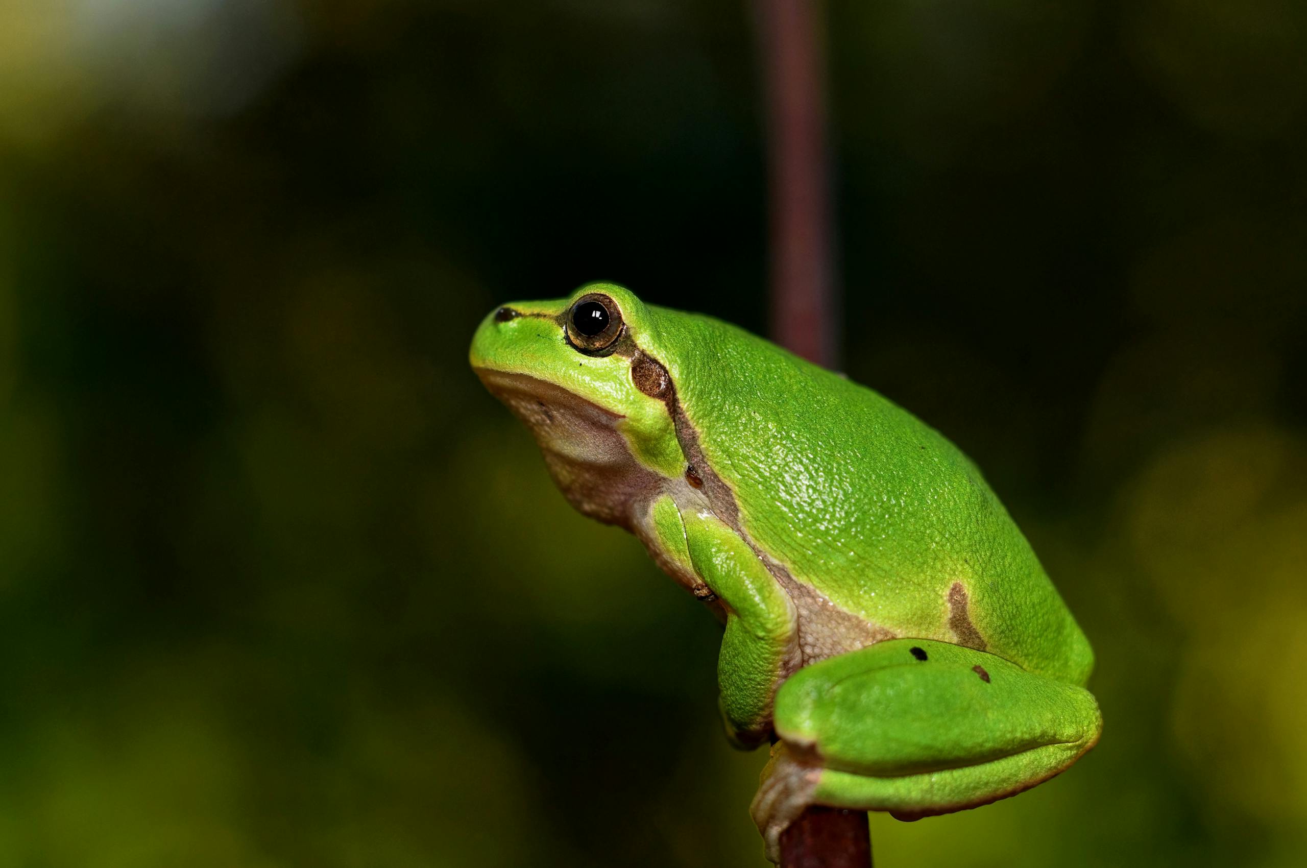 Close-up image of a green frog sits on a branch, its skin smooth and shiny, with a blurred natural background behind it. Image used for the article what does a frog represents.