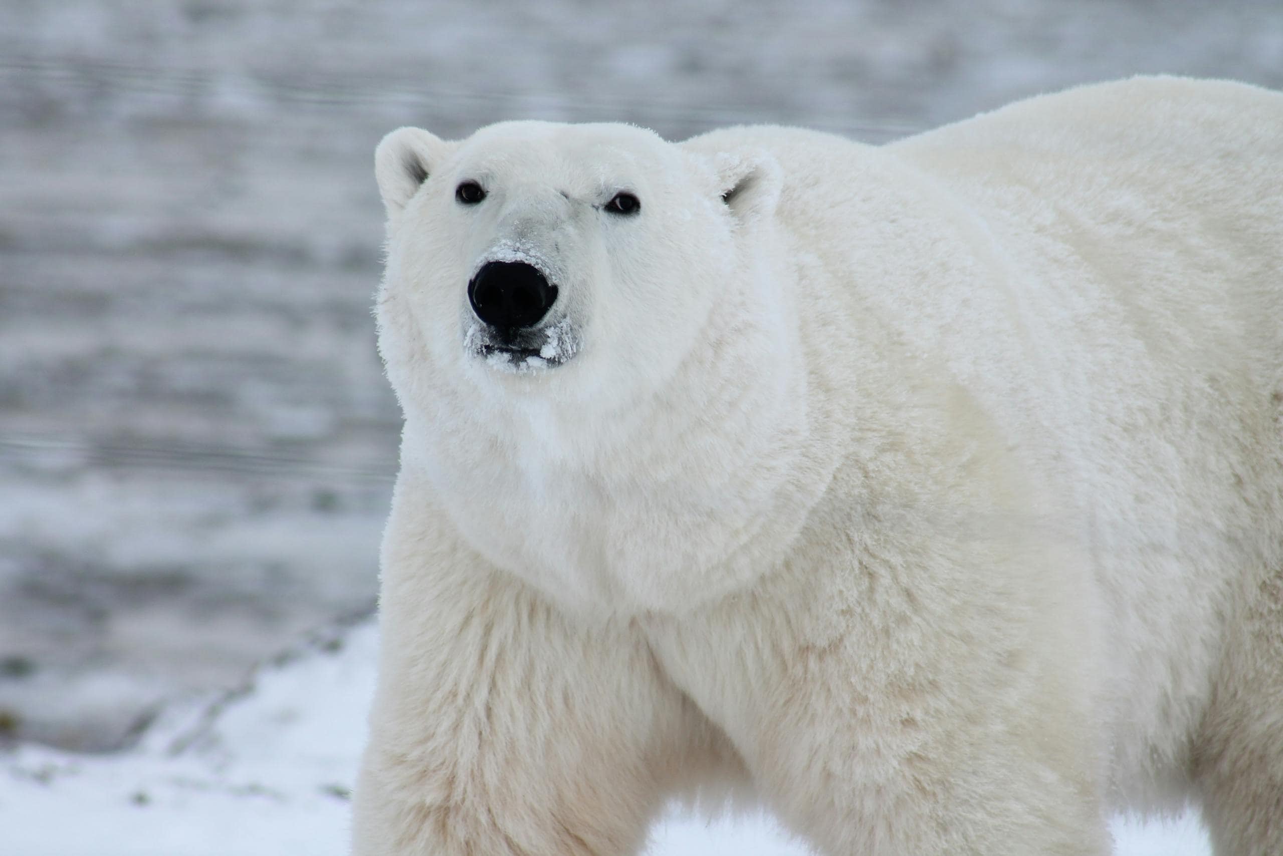 Image of a polar bear standing on icy terrain, surrounded by snow and frozen landscape in its natural habitat. Image used for the article polar bear spirit animal meaning.