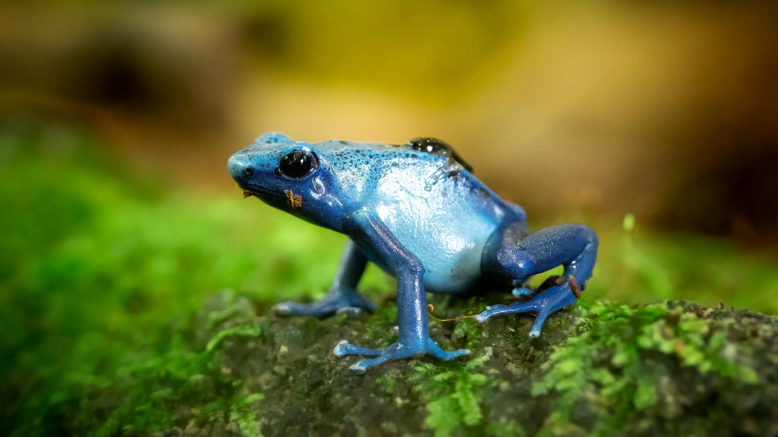 What Does a Frog Represent Spiritually and Symbolically? Close-up image of a blue dart frog sits on lush green moss in a dense rainforest, its skin glistening with moisture. Image used for the article what does a frog represent.