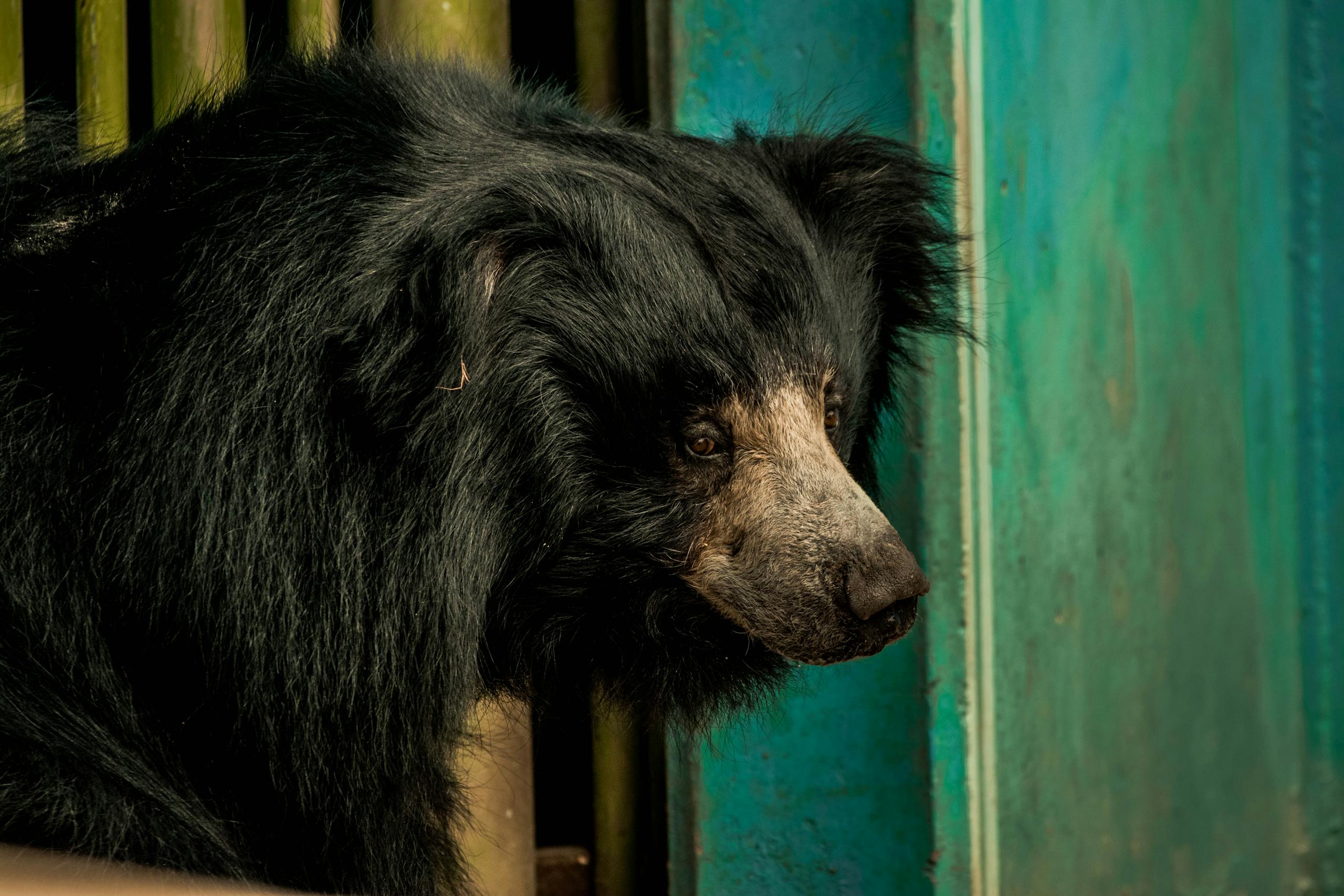Close-up image of a sloth bear with thick, textured fur sits calmly in an indoor setting with soft lighting and shadows.