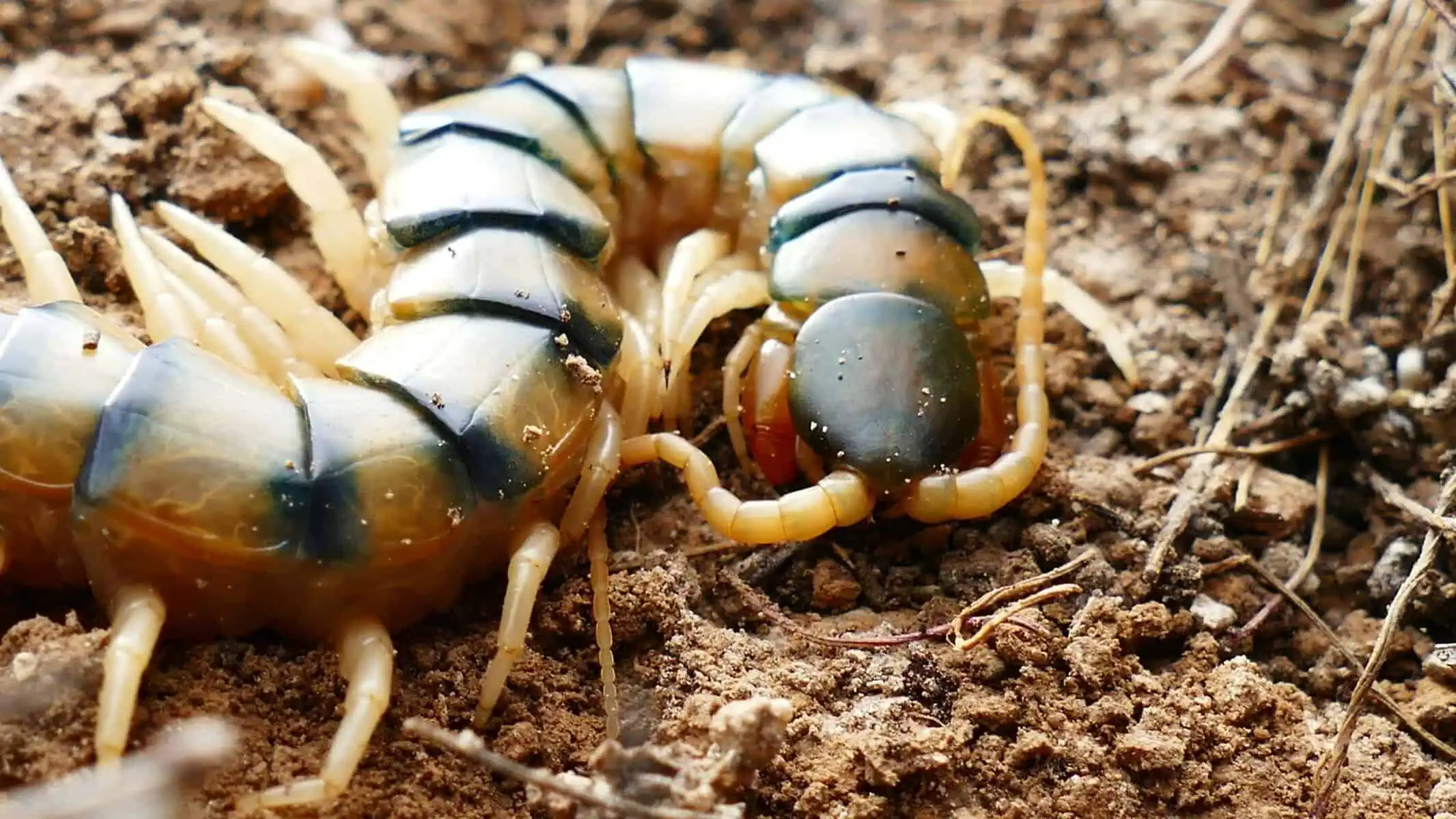 Centipede Spiritual Meaning and Cultural Symbolism Image of a centipede on dry soil, showing its long body, many legs, and antennae. Image used for the article centipede spiritual meaning.