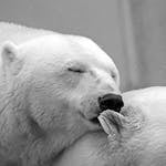 Intimate black and white photo of two polar bears showcasing their natural behavior.