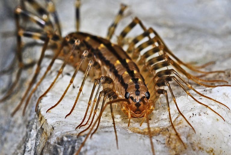 Image of a house centipede with intricate stripes and long, delicate legs sprawled out against a neutral background. Image used for the article centipede spiritual meaning.