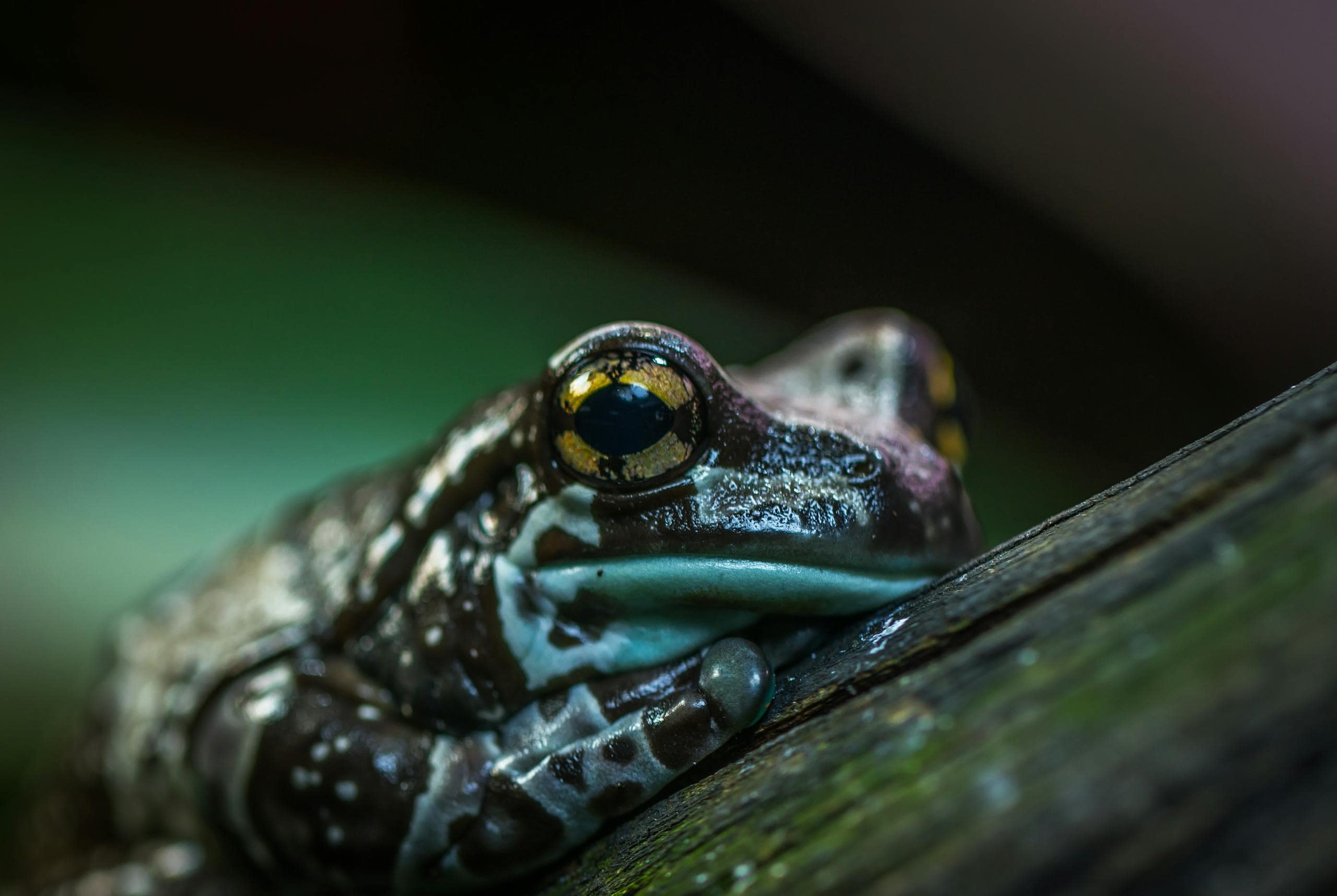 What Does a Frog Represent Spiritually and Symbolically? Image of a tree frog with bright green skin perched on a wooden branch in the lush, misty rainforest.