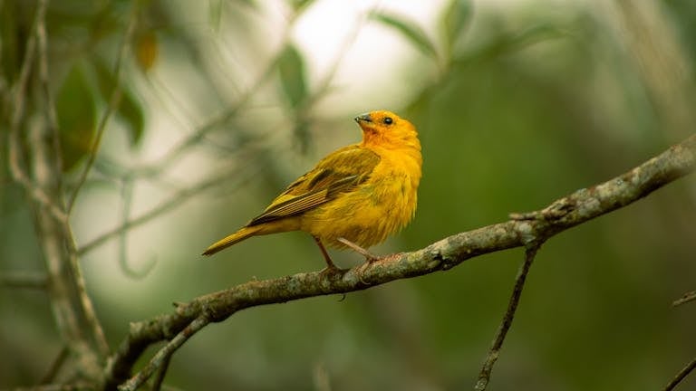 Image of a golden warbler perches gracefully on a tree branch, surrounded by soft green foliage. Image used for the article warbler spiritual meaning.