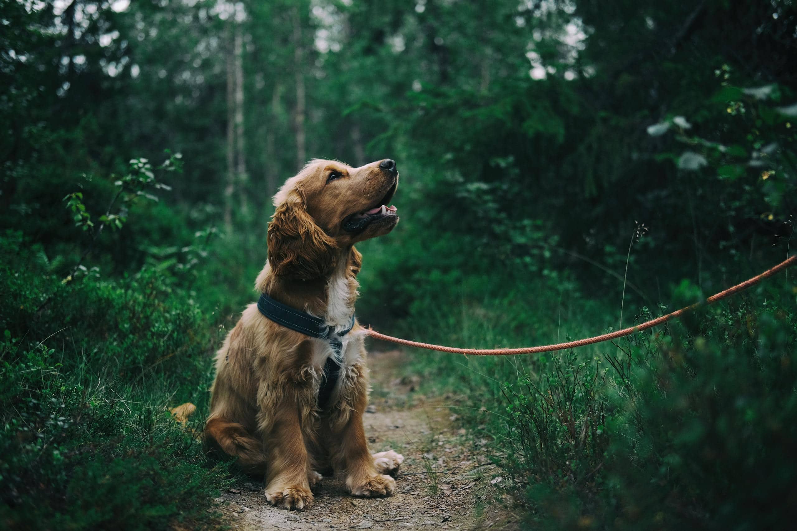 Image of a cocker spaniel puppy happily walking along a forest path surrounded by lush green trees and foliage. Image used for the article animals that represent loyalty.