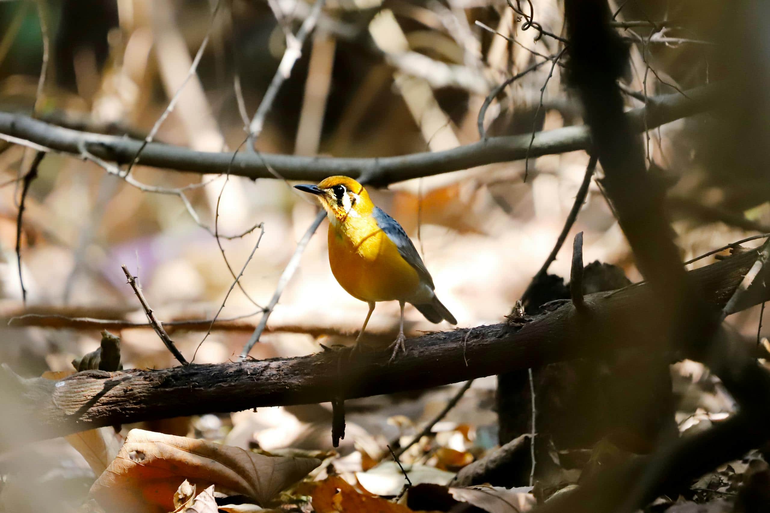 Warbler Spiritual Meaning and Symbolic Significance Image of a yellow garden warbler perched on a tree branch with a blurred natural background.