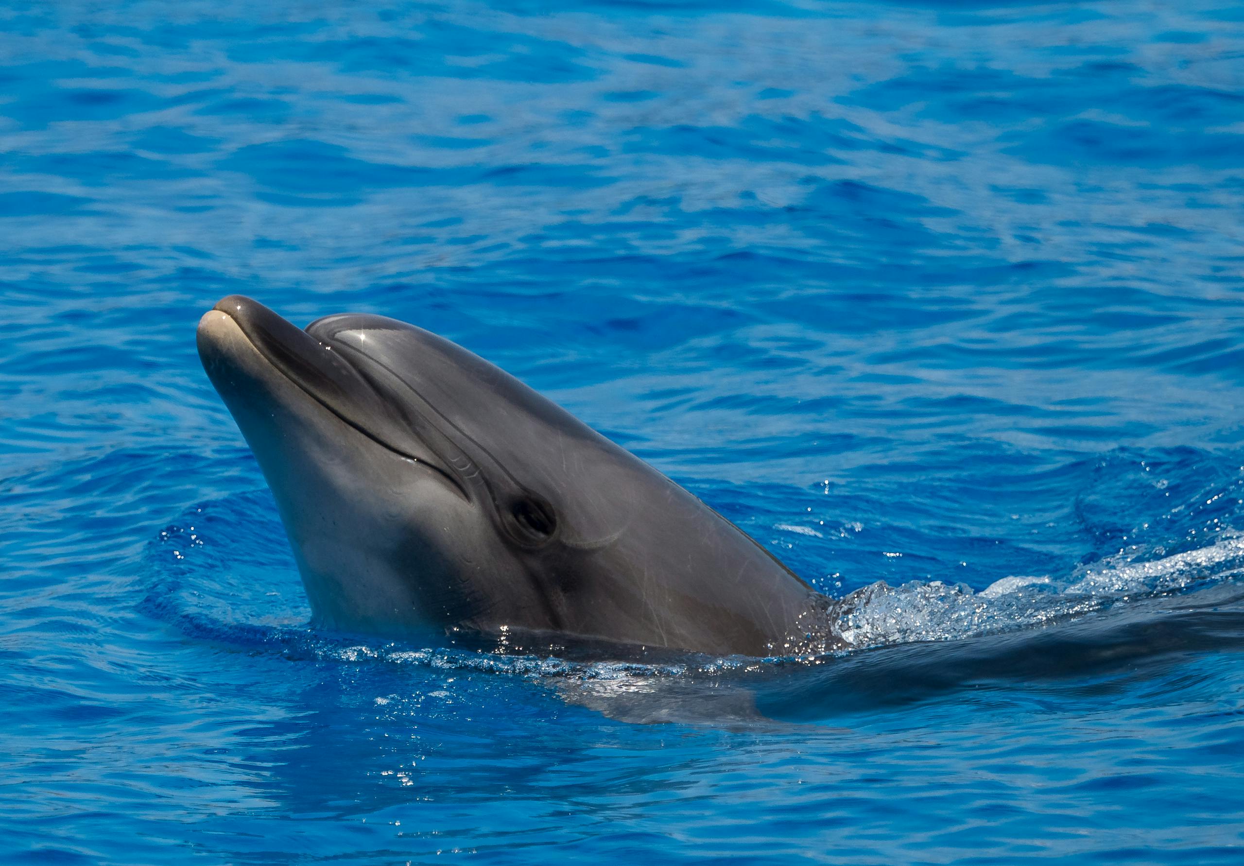 Close-up image of a playful dolphin swims gracefully through clear, vibrant blue water, creating ripples and splashes around it.