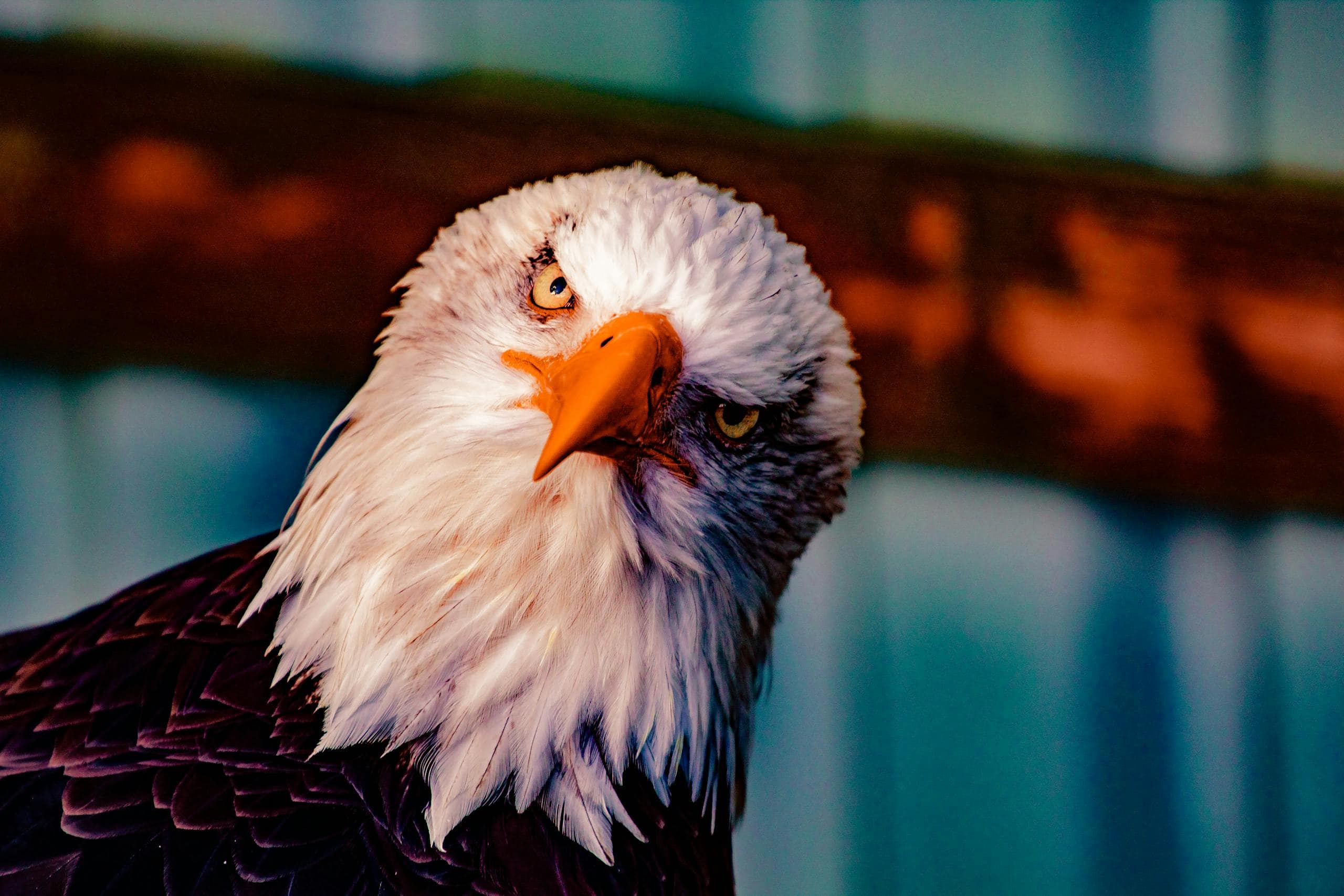 Close-up image of a bald eagle's face, highlighting its sharp beak and piercing, intense yellow eye. Image used for the article animals that represent loyalty.