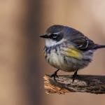 Close-up image of a myrtle Warbler perched on a branch with a soft, blurred background highlighting the bird’s details.