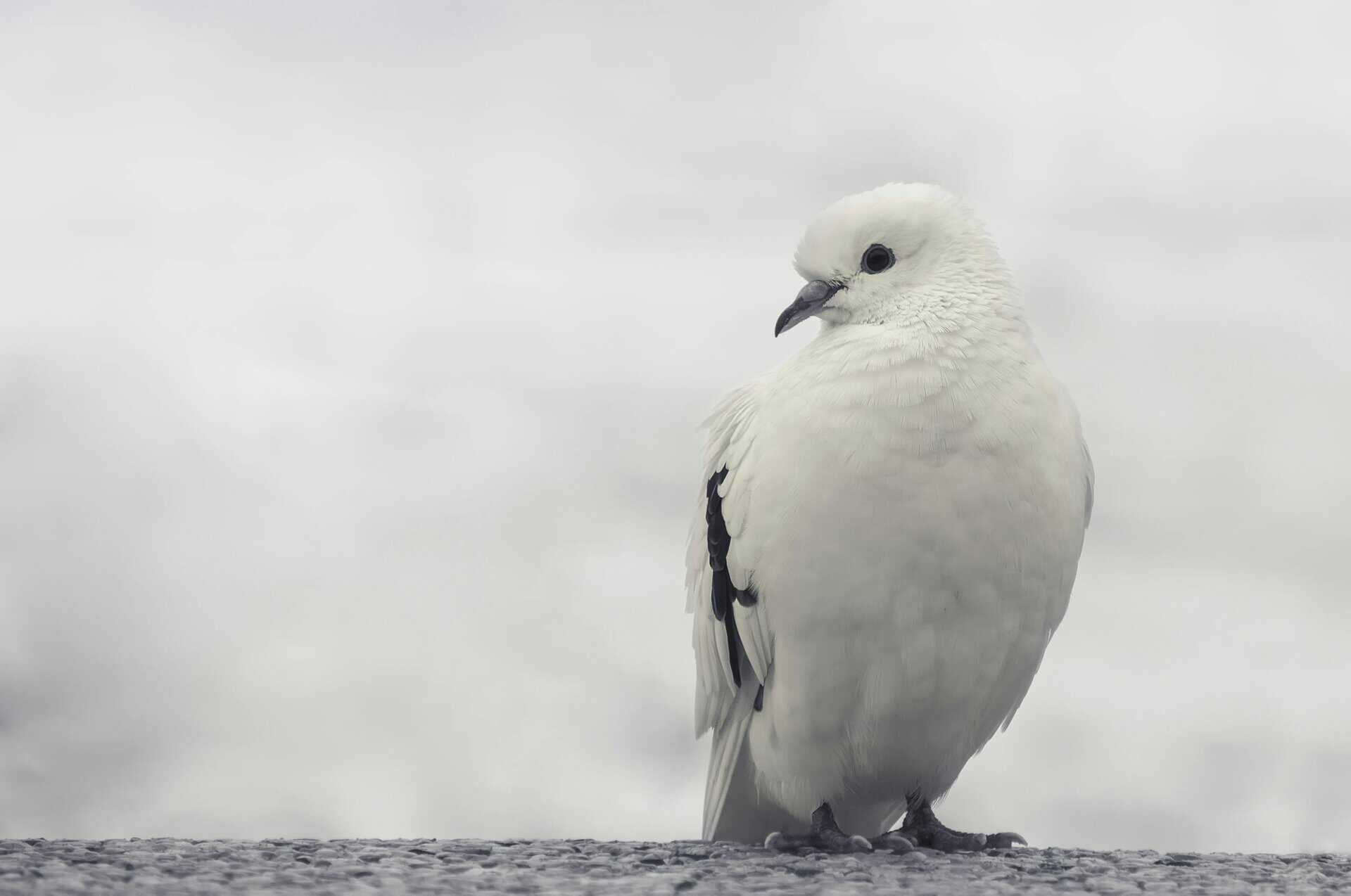 Image of a white dove perched on a wooden branch, surrounded by soft greenery in a calm, peaceful outdoor scene. Image used for the article what animal represents kindness.