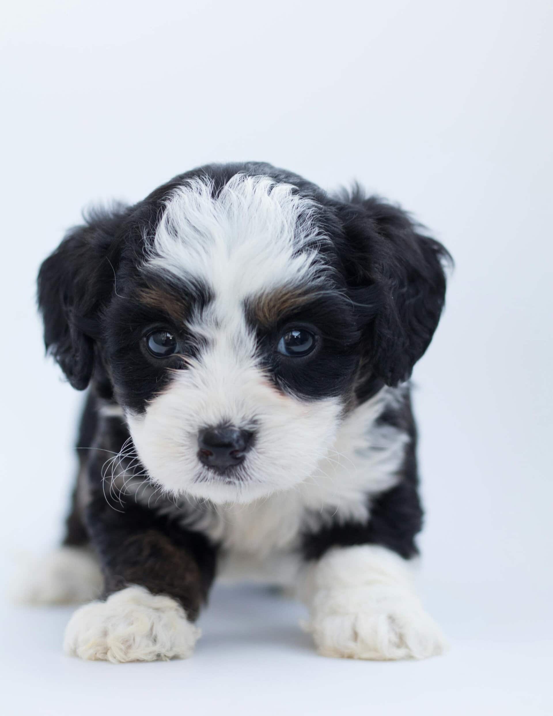 Close-up image of a bernedoodle puppy with fluffy, curly fur sits adorably on a smooth studio floor with soft lighting.