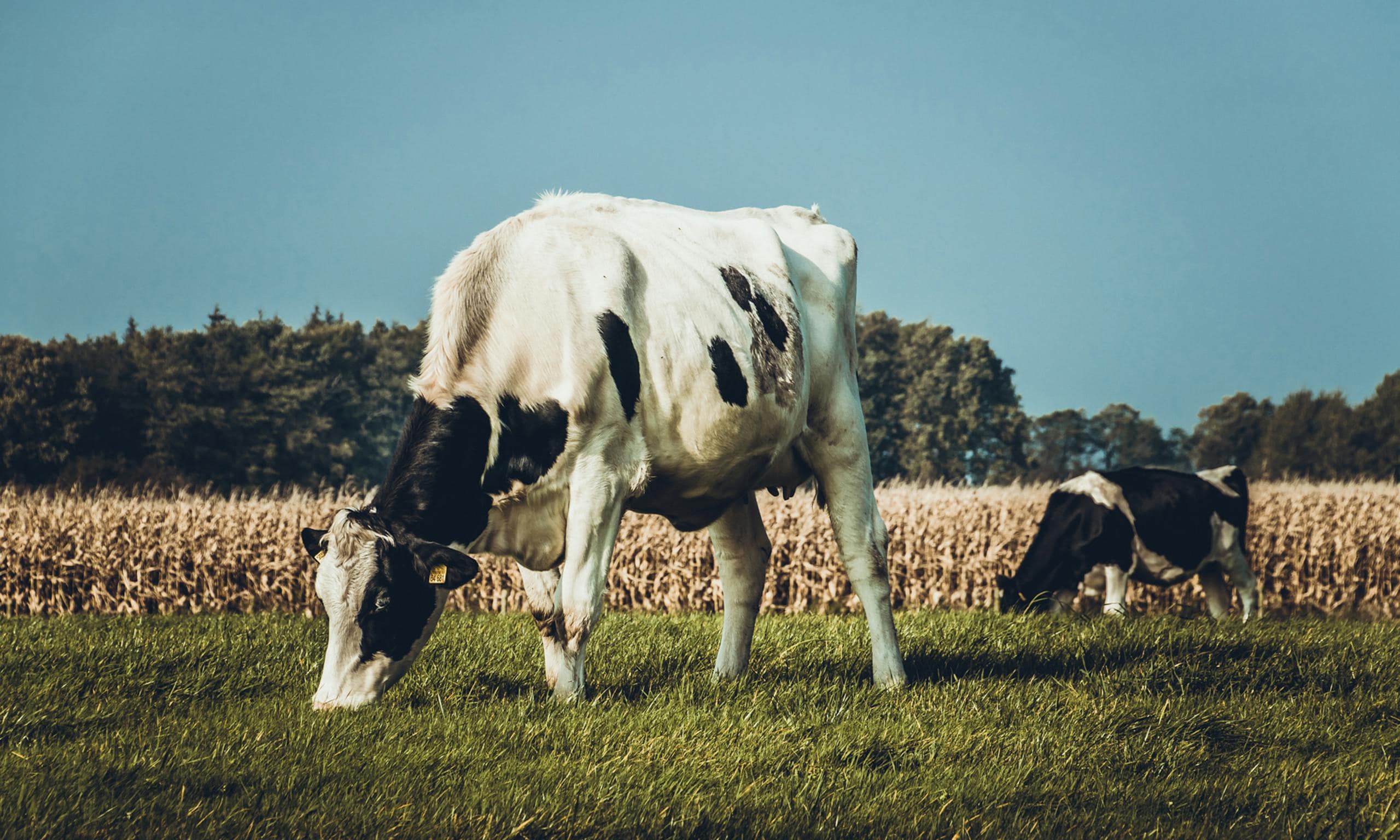 Close-up image of a cow grazing peacefully in a sunlit green field under a clear blue sky, surrounded by grass. Image used for the article animals that represent fertility.