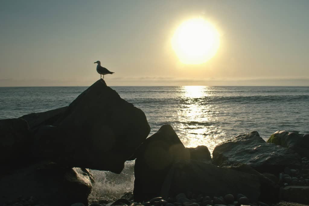 An albatross perched on coastal rocks at sunrise, silhouetted against the sun, reflecting the bird’s role as a symbol of freedom and direction.